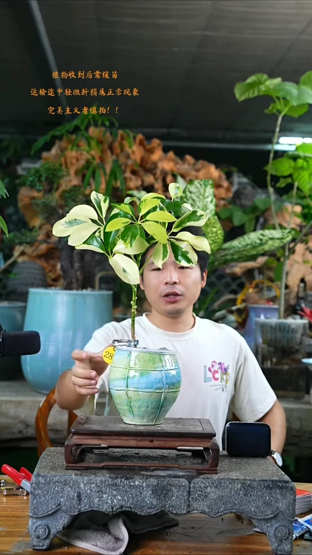 完全开放花叶鸭掌木288+