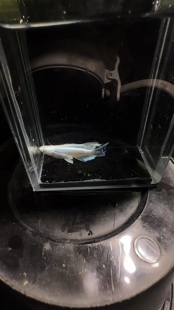 青鳉鱼观背青鳉观背青鳉545