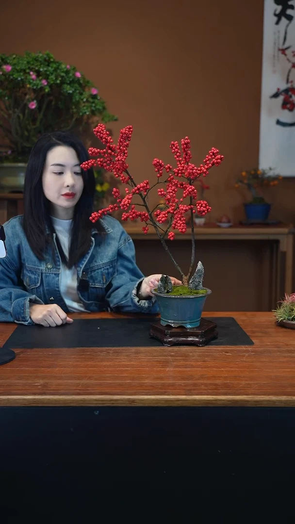 全部花朵冬青盆景盆景盆景