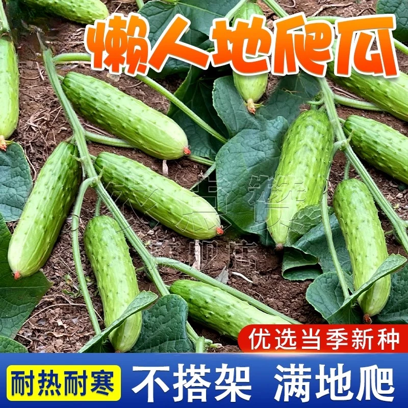 懒人不搭架黄瓜种子地爬水果黄瓜种子爬满地盆栽四季播种蔬菜种籽