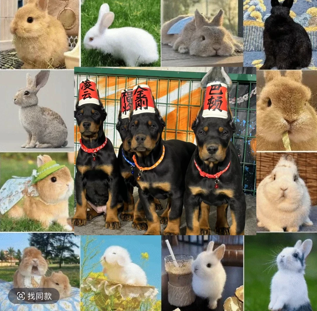 宠物活体专用笼子