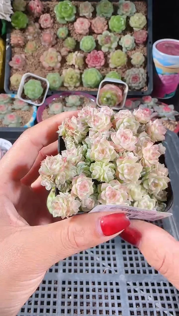 1116-403群生不包整