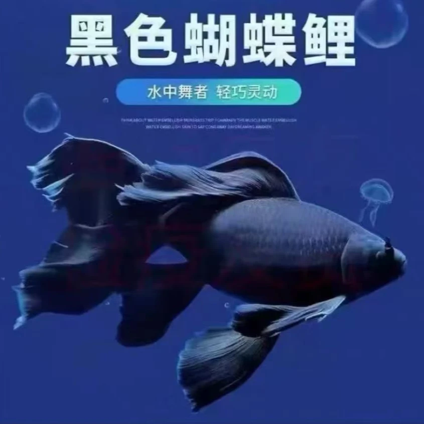 黑色墨蝶8-10饲养混养纯种蝴蝶鲤观赏鱼好养短身长尾适合混养