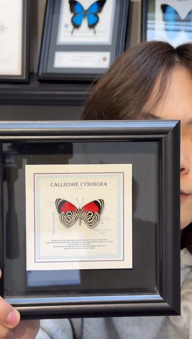 玻璃真实蝴蝶标本