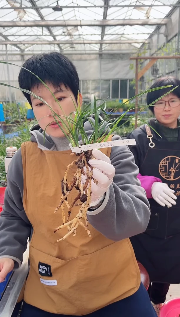 当前无花朵，栽培后可花朵C*D霓裳，，， CND