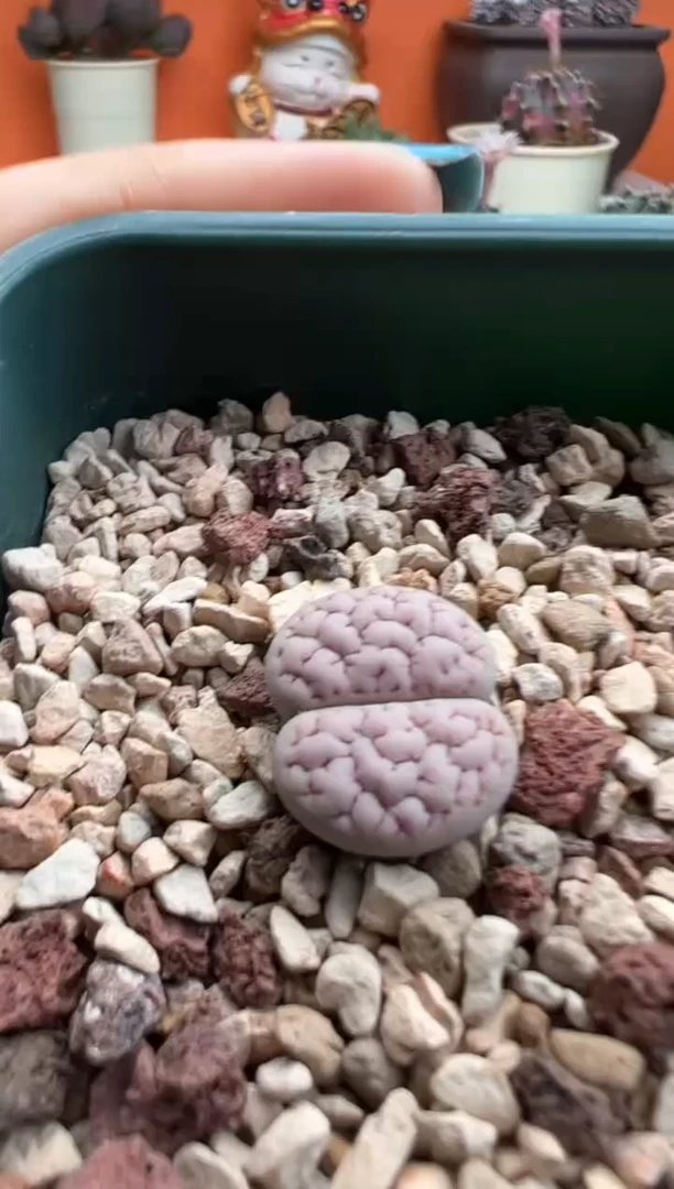 91.。。。。。。。。。。。。。。