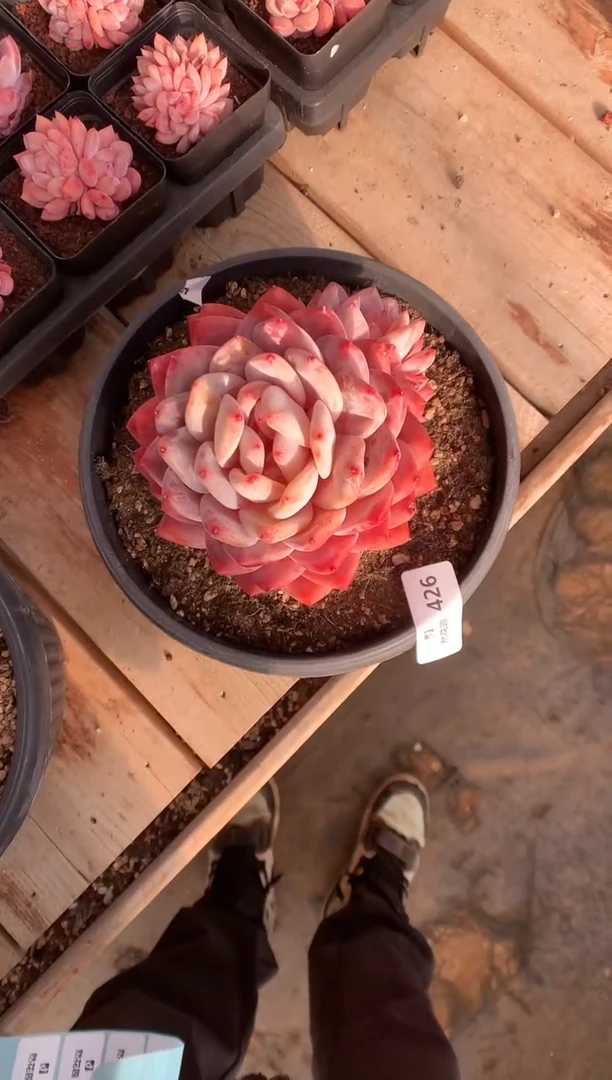 426韩橙多肉植物一物一拍