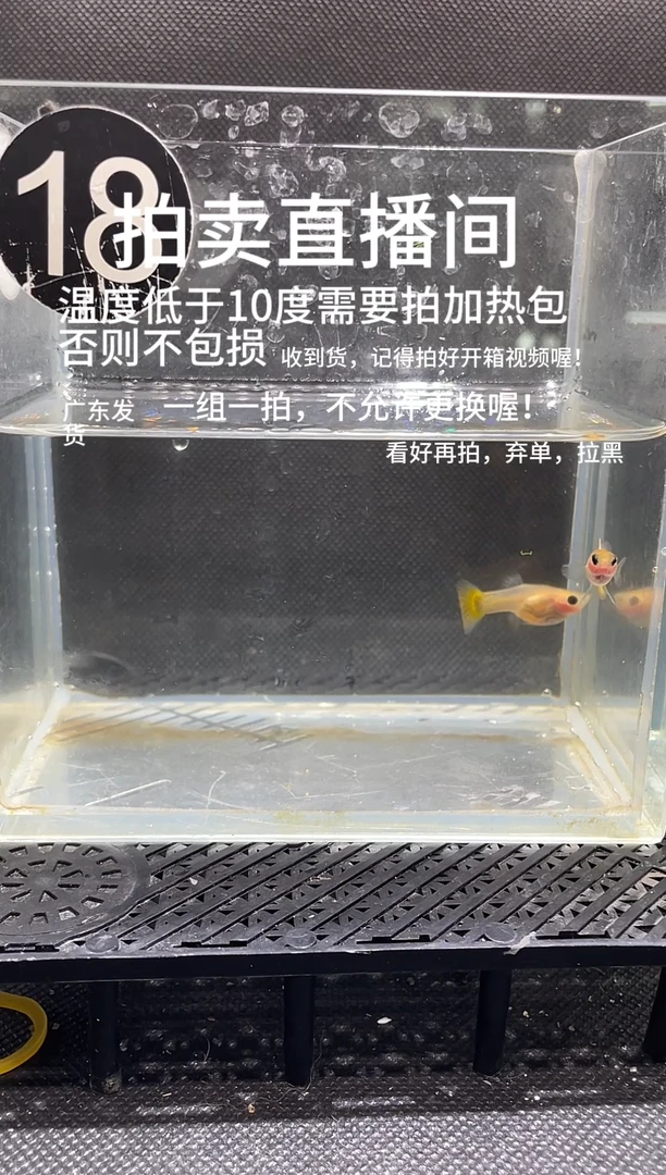 孔雀鱼黄金玻璃猫 两条  编号  18