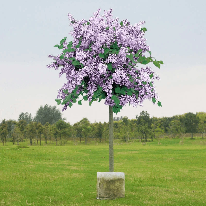 丁香花树苗盆栽花卉场景地栽植物观赏当年开花紫花四季丁香树苗