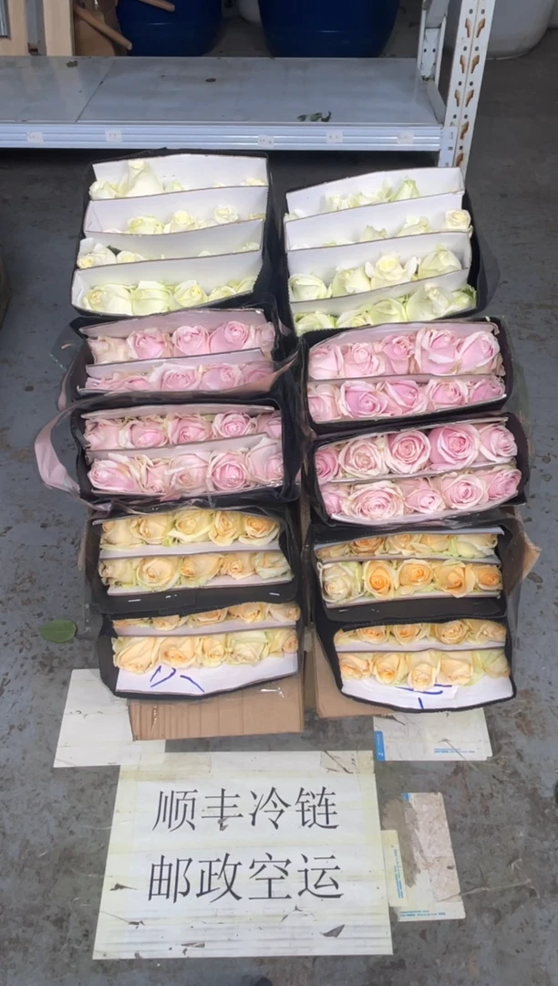 香槟20枝+粉红20枝+白雪山20枝