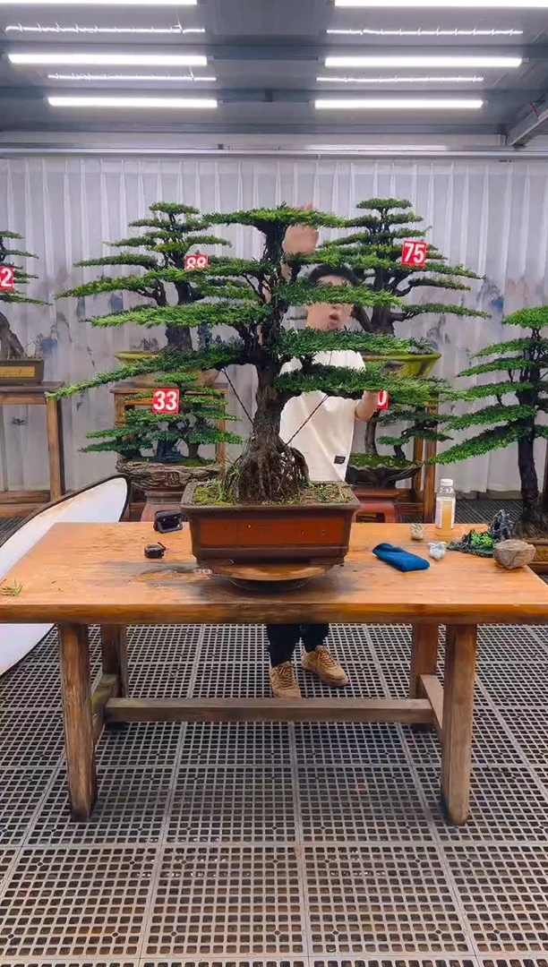 无花朵展****》精品盆景直播间一物一拍