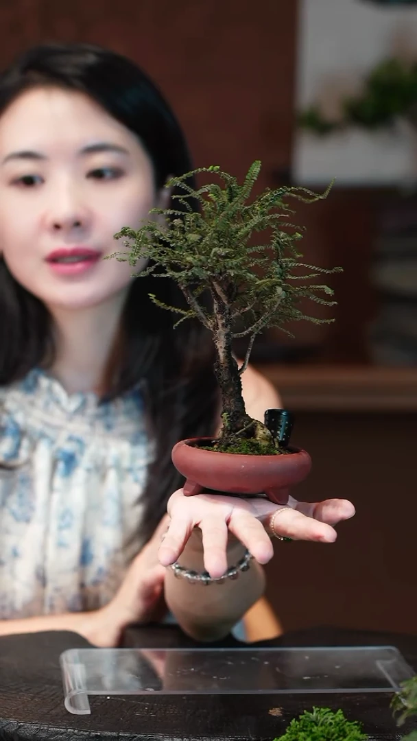 无花朵芝麻榆盆景盆景盆景