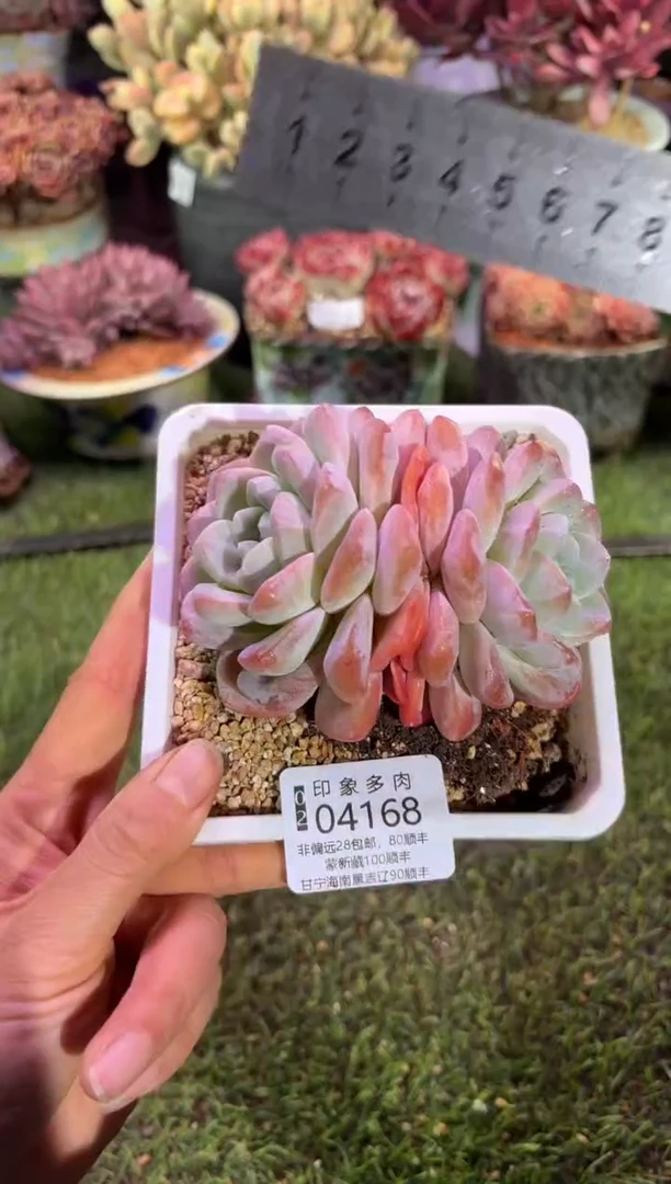 【闪购商品】04168