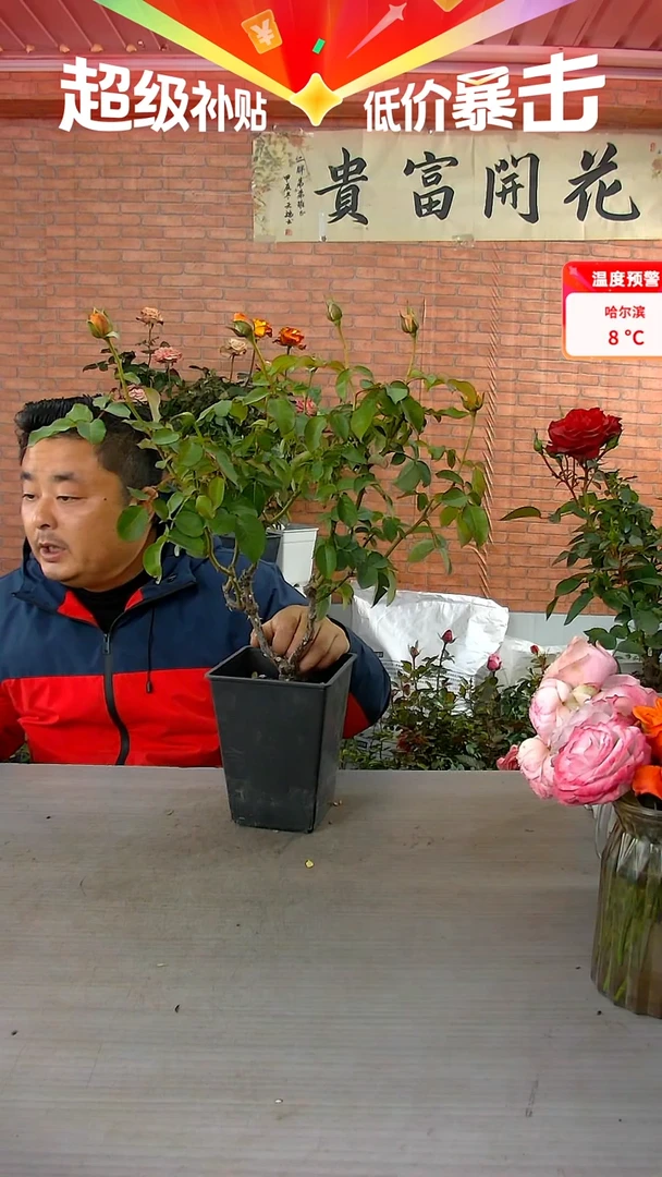 当前无花朵，栽培后可花朵朱丽叶