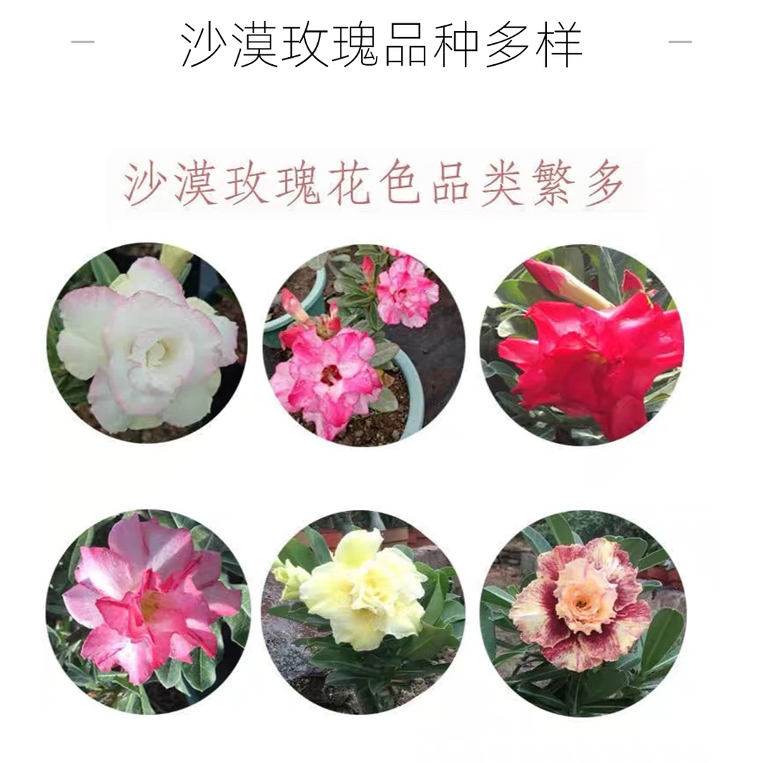沙漠玫瑰两年一颗基地直发原盆原土绿植盆栽四季开花多色专用品种