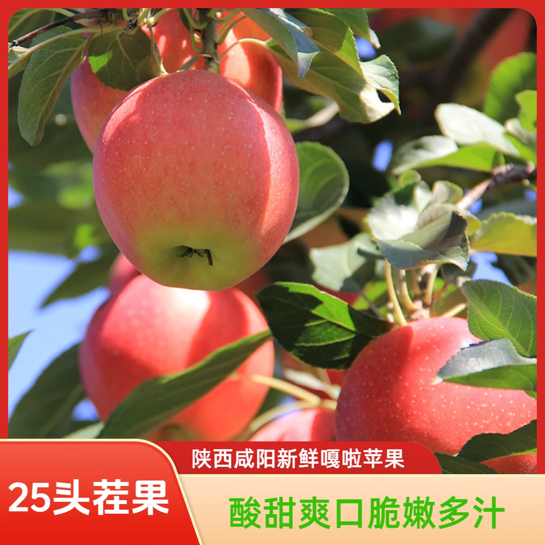 陕西嘎啦苹果沙果应季新鲜小苹果粉面沙甜糯脆粉两吃产地水果直发