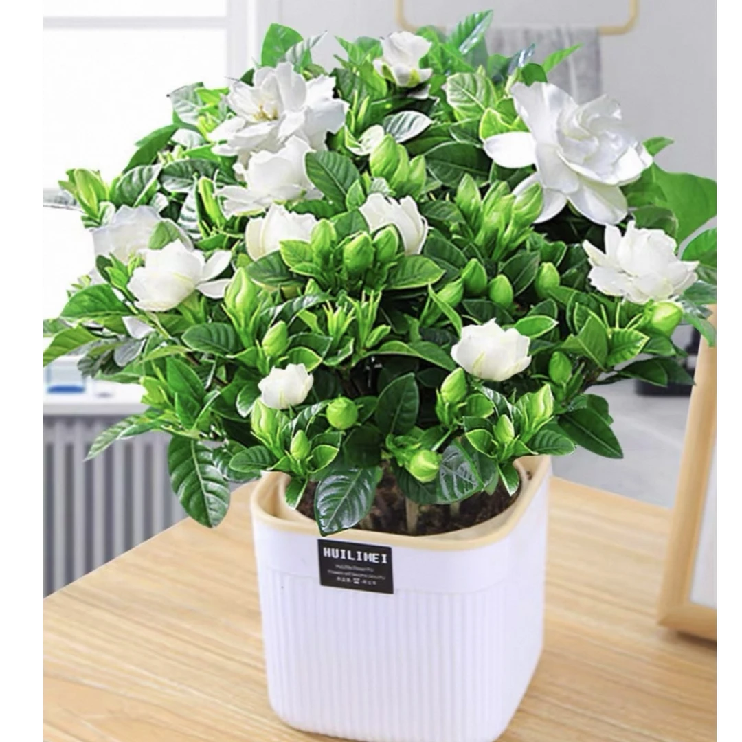 大叶栀子花浓香型栀子花盆栽 植物花卉室内客厅阳台绿植四季好养