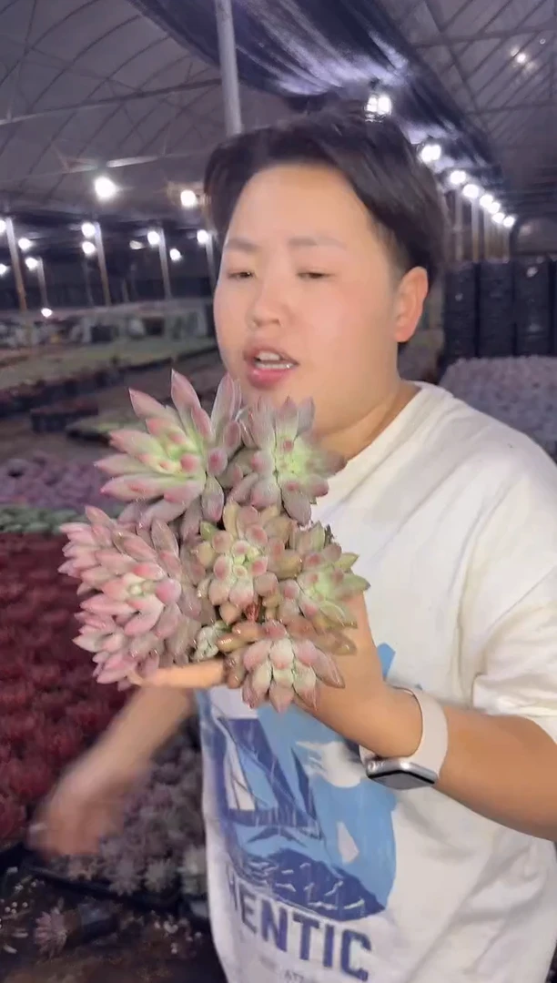 双头虞姬美人3颗  9.99