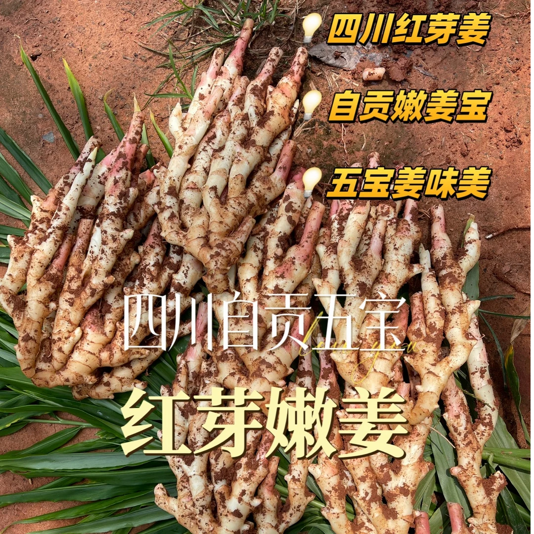 四川自贡五宝镇新鲜红芽嫩姜竹根五指红芽仔姜