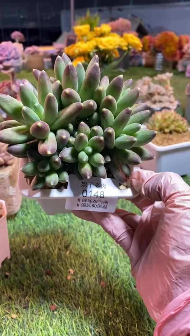 【闪购商品】0148a