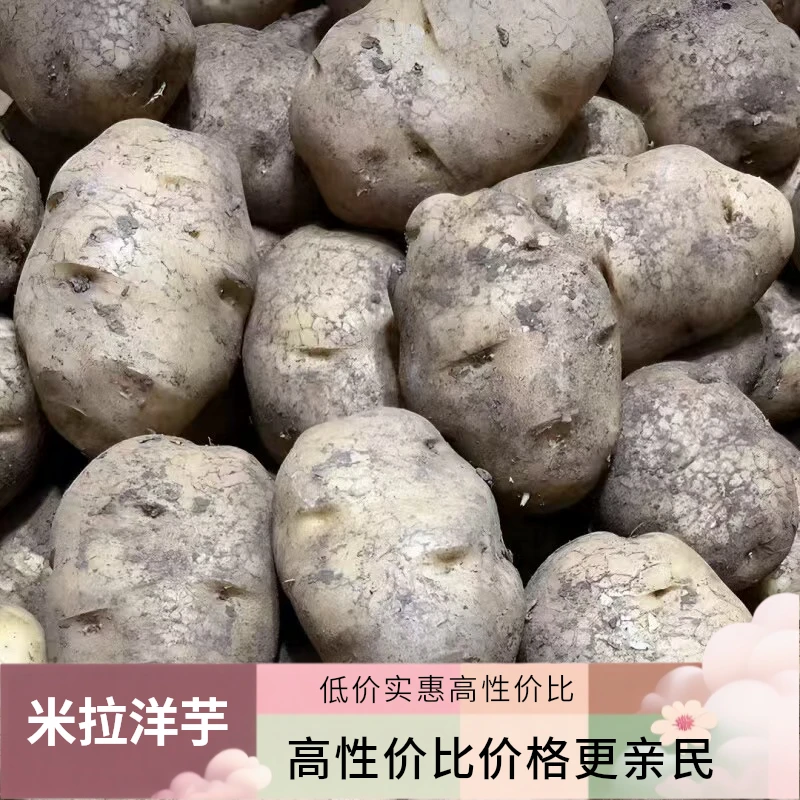 贵州威宁高山老品种米拉洋芋黄心土豆马铃薯农家种植