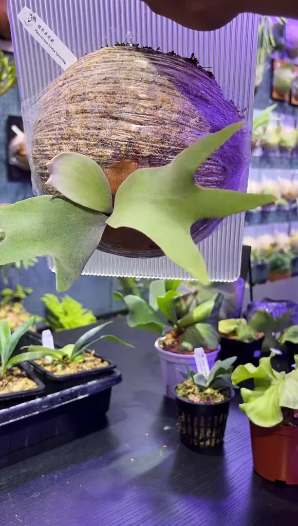 完全开放板植银华1