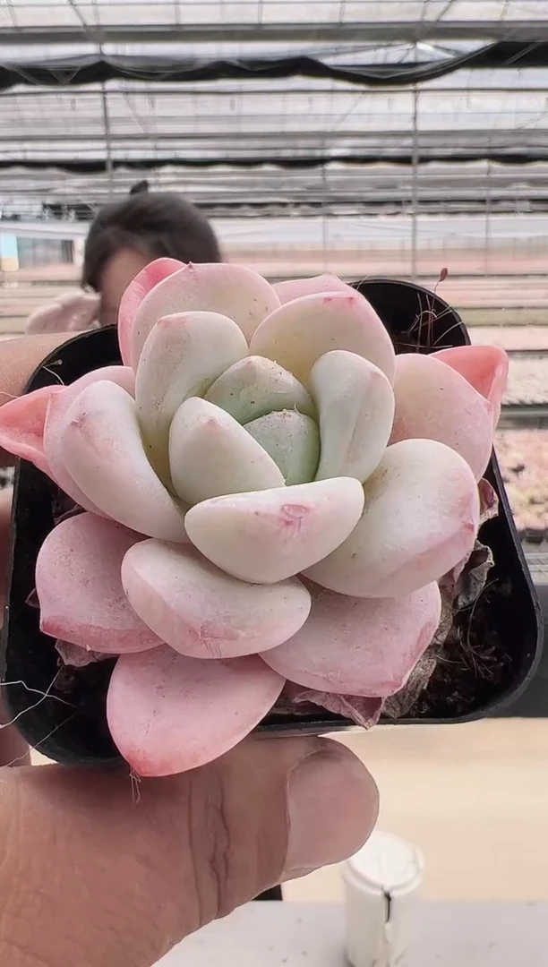 东云多肉园新款-97