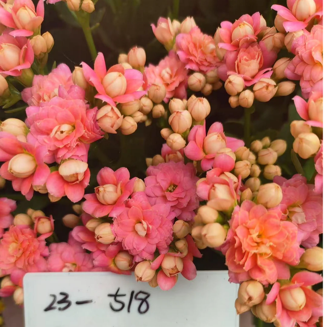 （测试新品518110盆）一代种苗长寿 稀有大花品种 基地直发