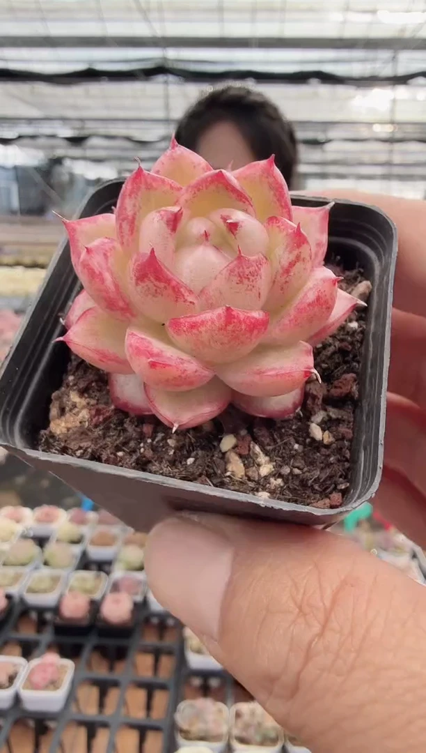 东云多肉园新款-37