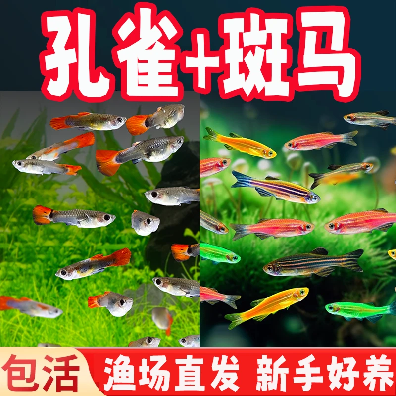 【孔雀+斑马】小型观赏鱼活鱼热带淡水耐活好养练手爆缸小鱼