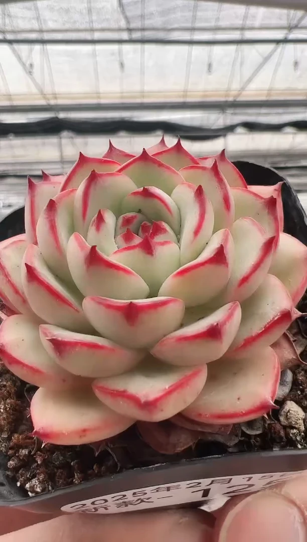 【闪购商品】新款多肉-125