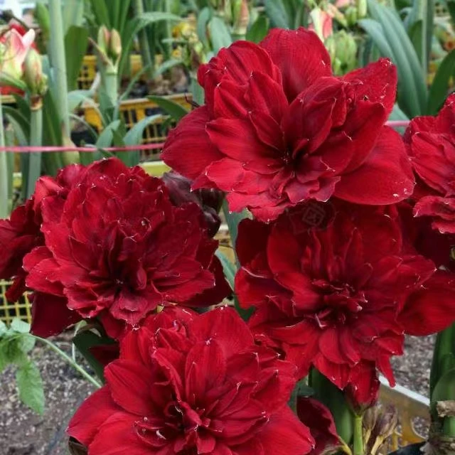 斯嘉丽铃声 惊奇铃声 火焰黛丝 火烈鸟黛丝 梦露 梦幻 双绿