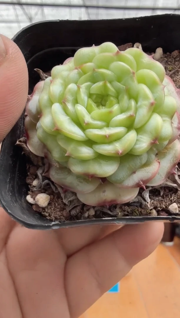 东云多肉园二店-68