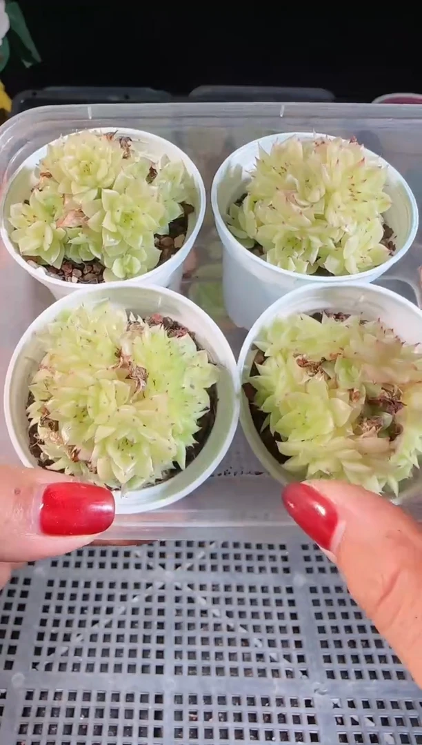 1110-167（福利1号）量拍任意发群生不包整