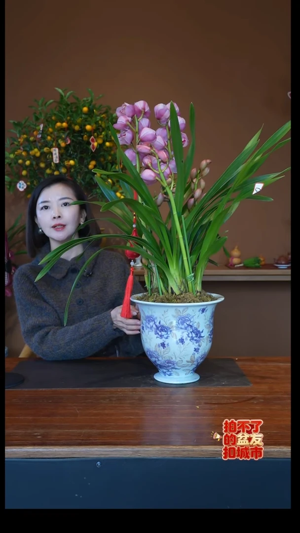 全部花朵貂蝉紫青花