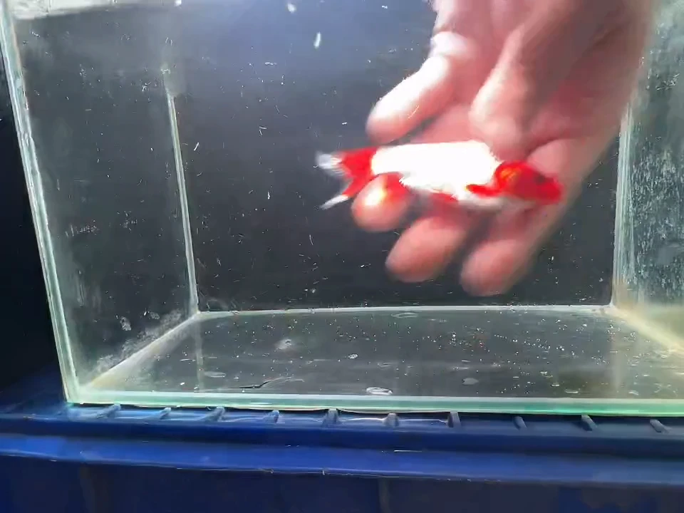 金鱼短尾草金专拍链接黄牌子26