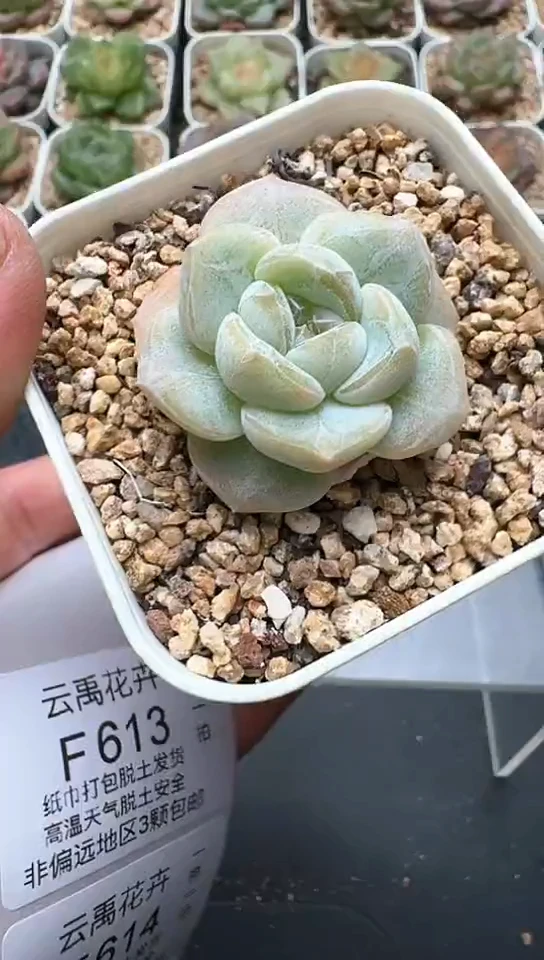 612F云禹多肉植物 默认脱土纸巾打包 3颗包邮