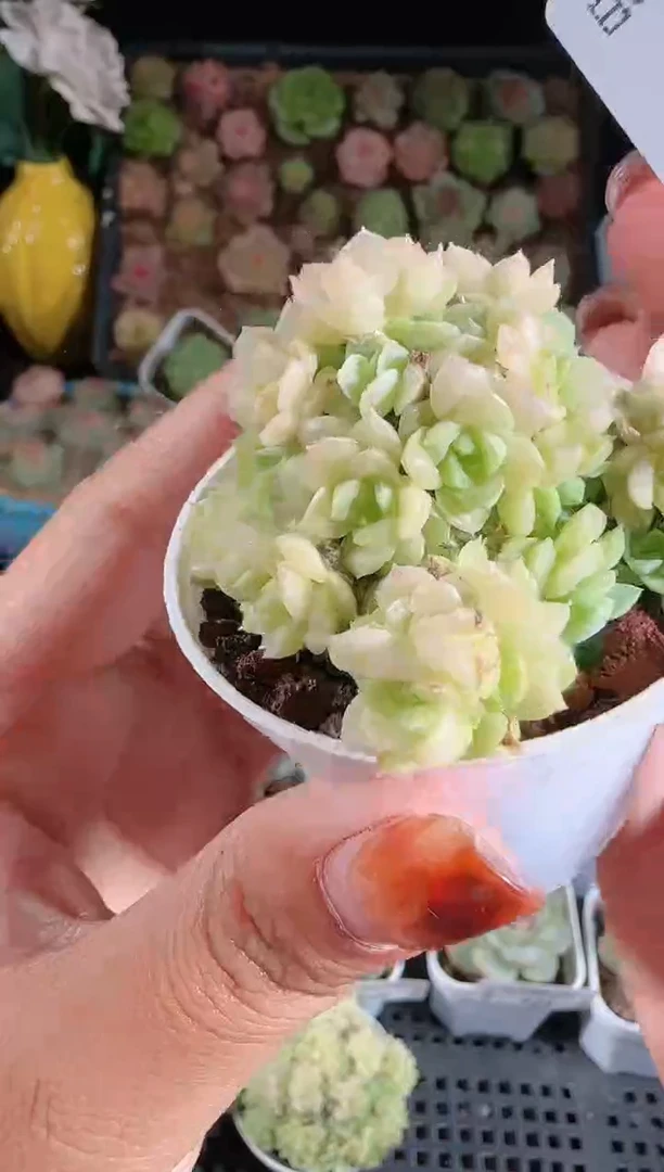 1118-734麦秆群生不包整