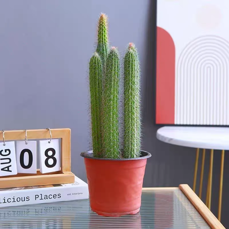 有根红尾好养活仙人掌类多肉植物盆栽阳台懒人室内绿植防辐射