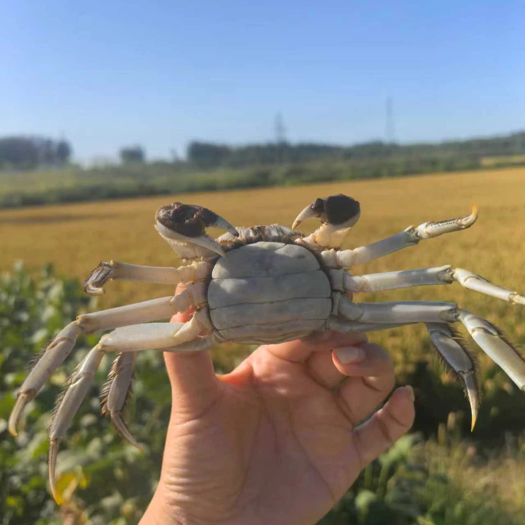【精品河蟹】盘锦河蟹1.3-1两母20只嘎嘎肥冷链冷链包邮