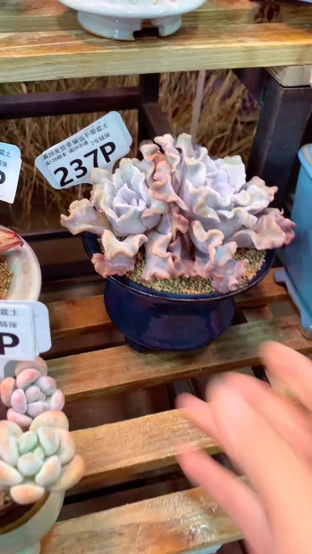 237P白饺子（一物一拍实付满28发货，默认不带盆土）