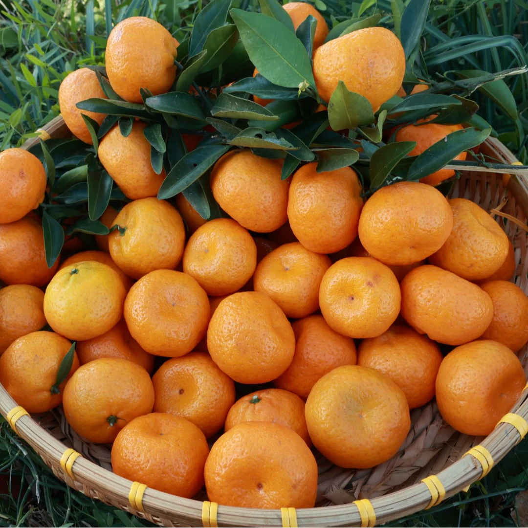 （吕书记推荐）南丰蜜桔柑橘新鲜现采湖北钟祥长寿镇5斤/箱