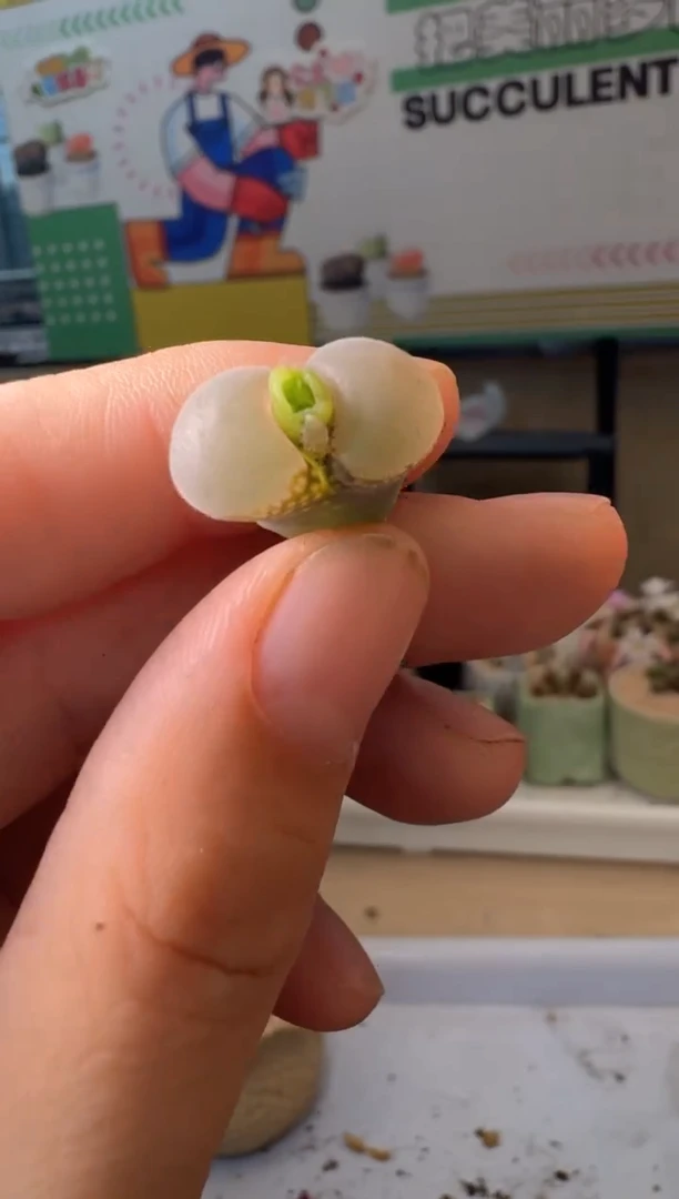 美丽的肉石头3.1-235大粉