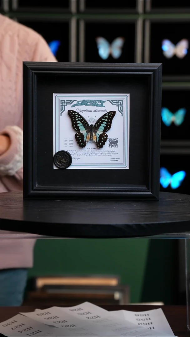 碎斑青凤蝶盲盒款