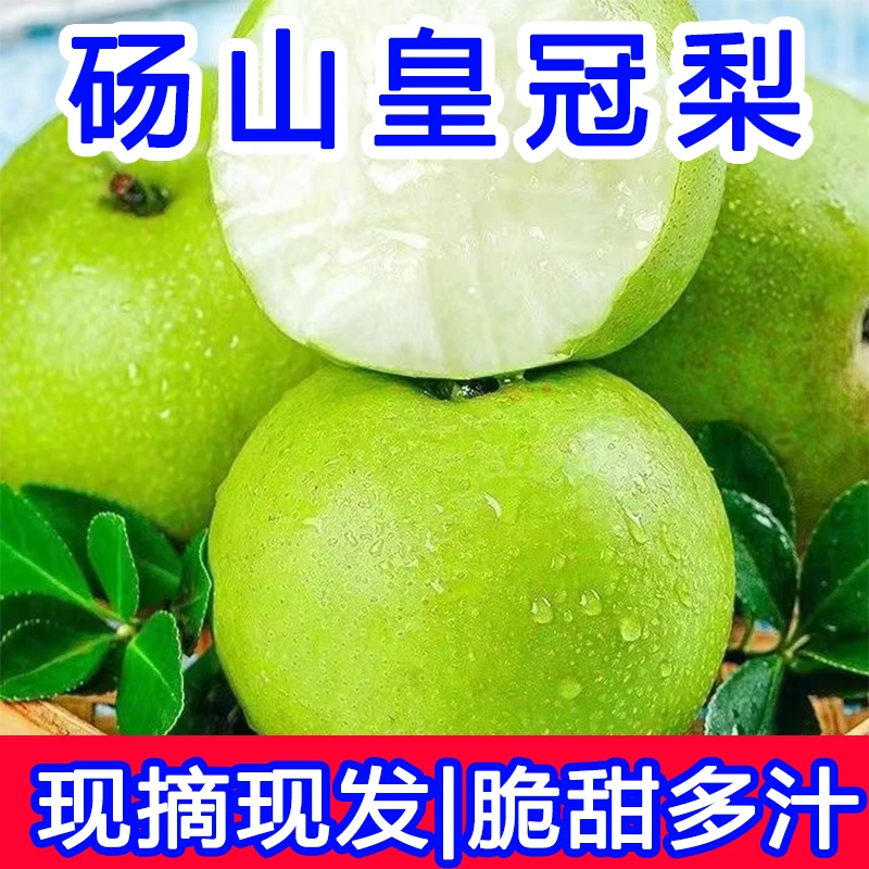 【现摘现发】砀山梨皇冠梨头茬青皮梨脆甜多汁应季水果产地破损包赔