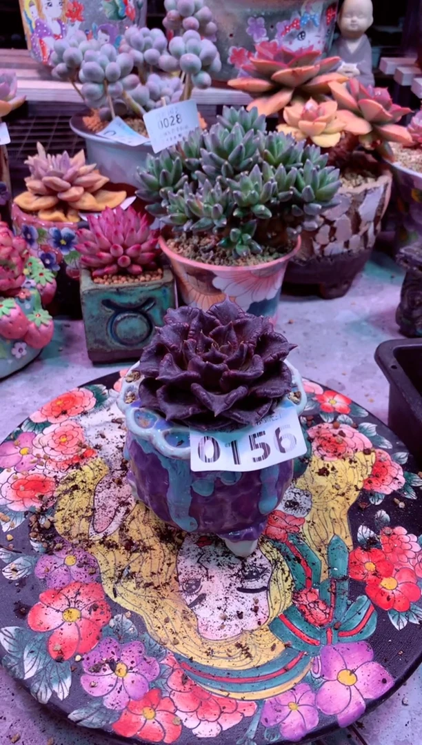 0156满28包邮非偏远