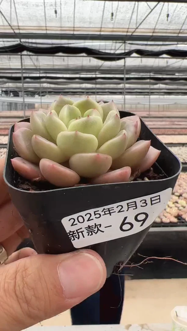 【闪购商品】新款多肉-69