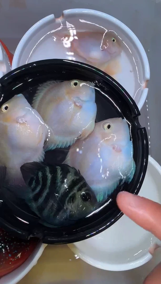 鹦鹉鱼白金3公宝蓝1公