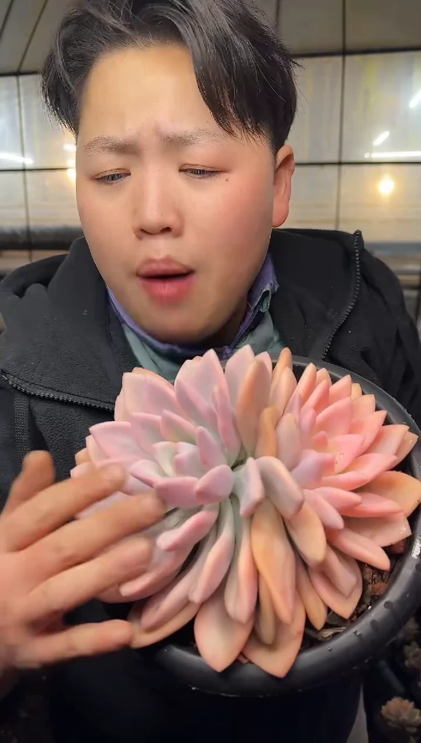 大号单头爆崽奥普锦 19.99