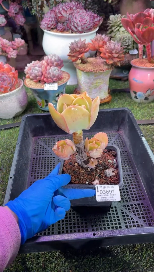 【闪购商品】03691